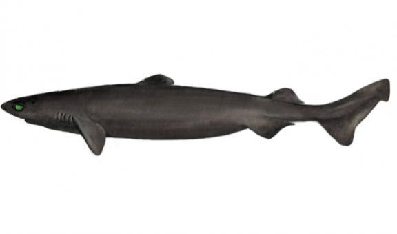 Portugese dogfish