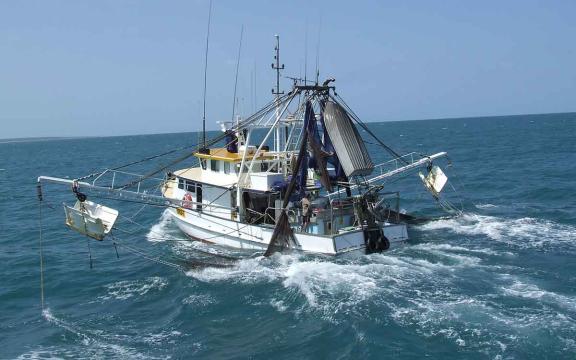 Prawn trawler at sea