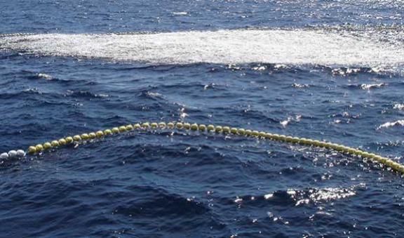 Sardines in purse seine net