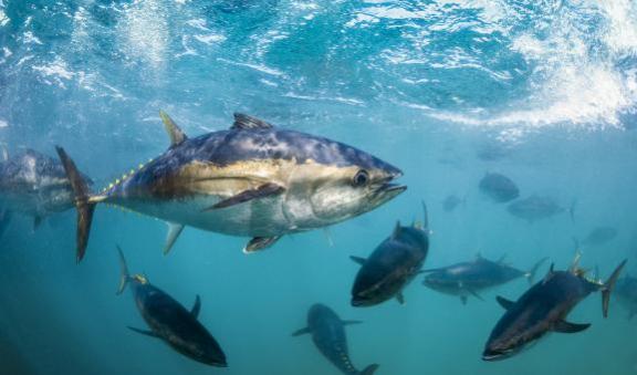 Southern bluefin tuna