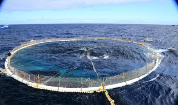 Tuna fish tow cage in water