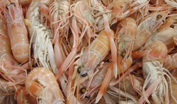 Scampi