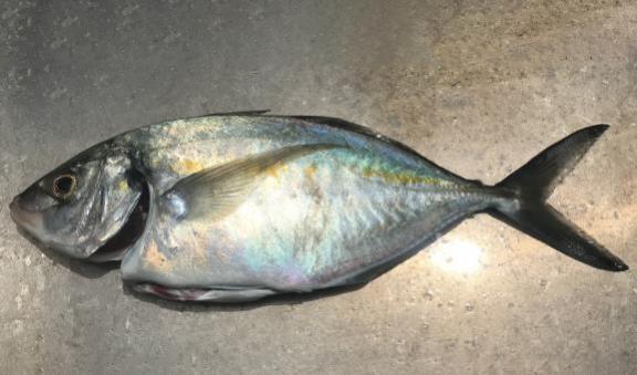 Silver trevally