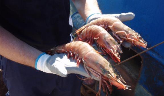 Person holding three caught scampi