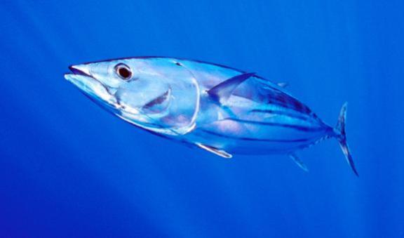 Skipjack tuna fish