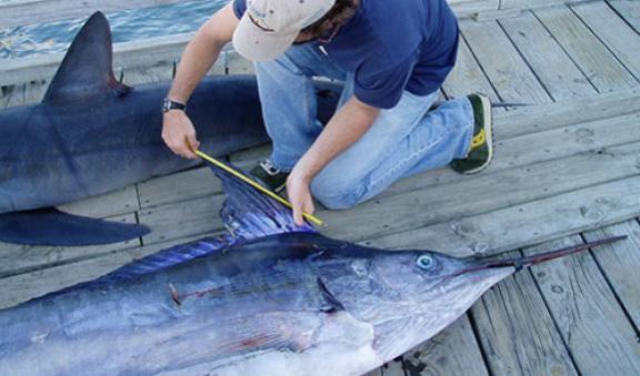 Striped marlin