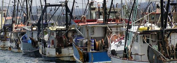 Row of docked trawl boats