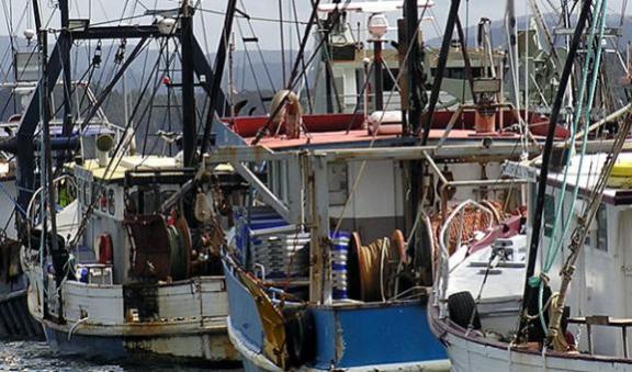 Trawl boats at dock