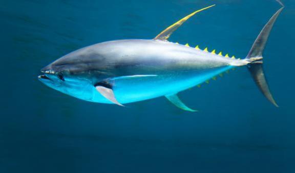 Yellowfin tuna